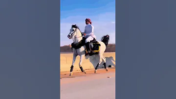 شاهد جمال خطوات الخيل العربي الاصيل فخامه وهيبه ماشاء الله خيل السعودية 