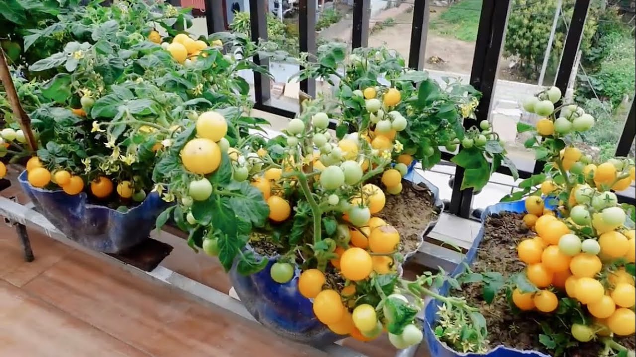 Delicate flavor tomatoes and plenty of fruit