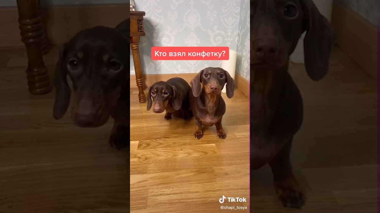 Как нарисовать чипитосиков