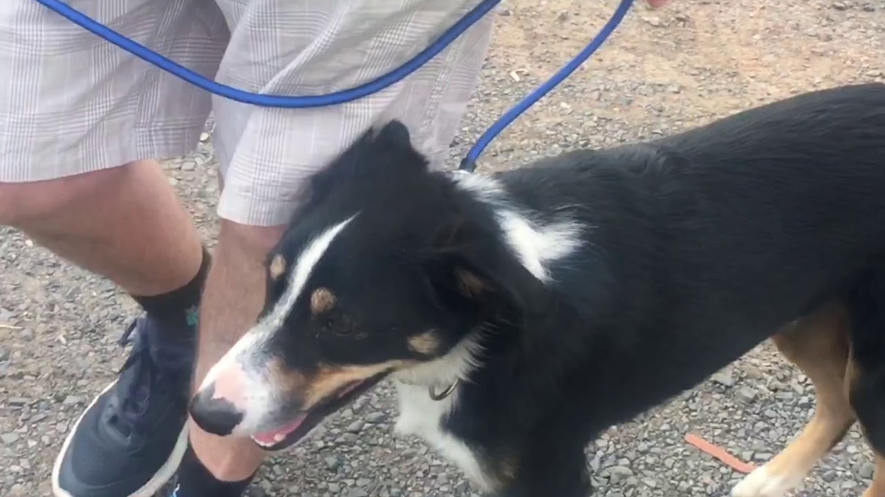 Using slip lead to walk dog properly YouTube