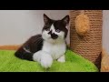 Прямоухий шотландский котенок Шоколадный биколор в питомнике Bastet.in.ua 🐱 kitten Cattery