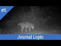 🐺 #shorts : Loup en France (© Groupe PP) - Journal Lupin #5