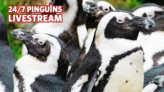 Preview of stream Burgers' Zoo, Arnhem, The Netherlands