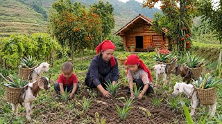 Living in the forest: gardening, growing pineapples and sugarcane—alongside orphaned goats.