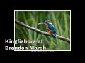 Wildlife Photography -  Kingfisher Bird Catching Fish at Brandon Marsh