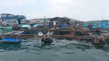 Phi Từ Cảng Cá An Thới Ra xem Nhà Lồng Nuôi Cá Bớp Và Cá Mú