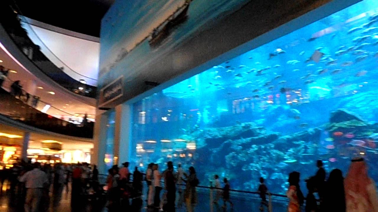 Acuario Dubai Mall YouTube