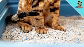 Cat Litter Box Stinks? THIS Is How You Get Rid Of Bad Smell! ✅