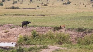 Buffalo mother watches as lioness takes her calf