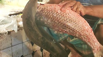 How to Fillet ANY Fish (SIMPLEST Method for BEGINNERS!) 