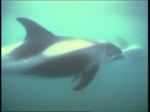 Video: Cât de lungi sunt delfinii cu cioc alb?