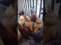 #crazycoop #freerangechickens #chicken #chickenshorts