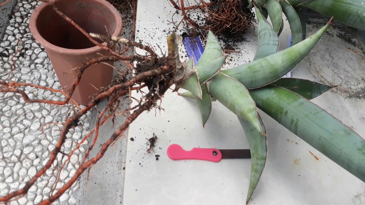 sansevieria rare repotting plants YouTube