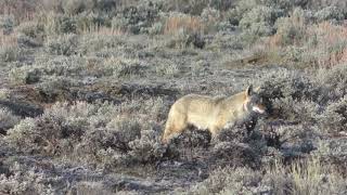 Decoy Doggin with Wyoming Predator Hunts LLC