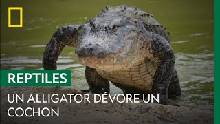Images impressionnantes de l'attaque d'un alligator sur un cochon de 16 kilos
