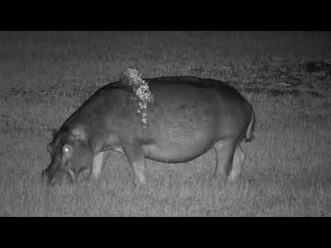 Hippo Grazing | Ranger Insights