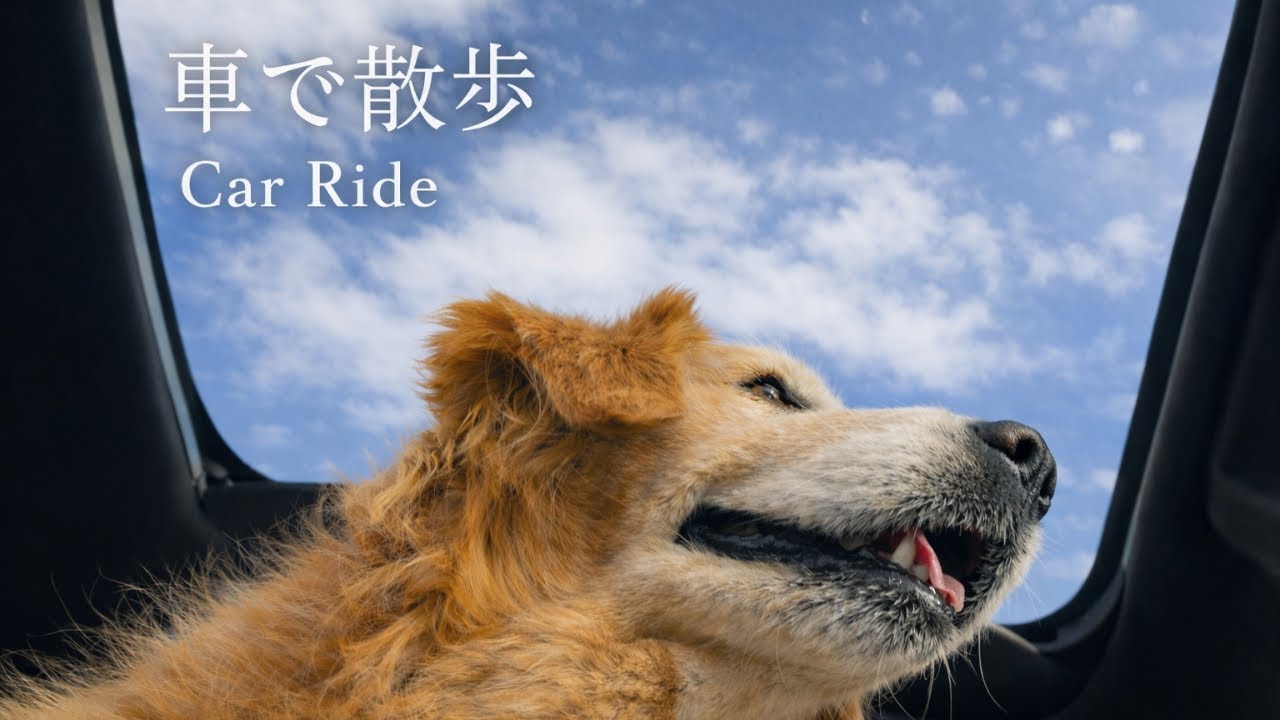 ゴールデンレトリバーと車で散歩｜いつもの静かなドライブ