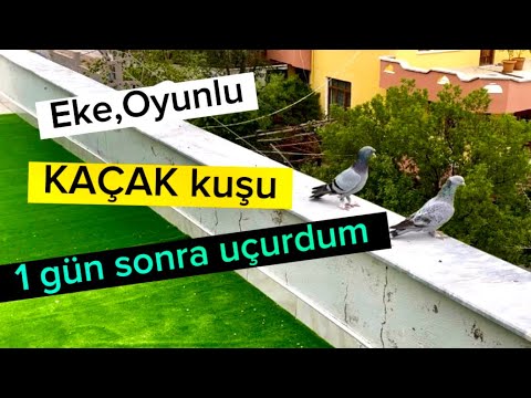 Kaçak kuşu saldım. Yavrular 1 günde değişmeye başladı.. #oyunkuşu