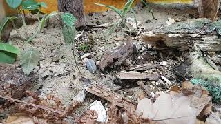 Macrotermes carbonarius im Terrarium
