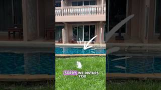 Peaceful White Cat Resting at Phuket Pool Villa 🐱🌴 | Family Holiday in Thailand