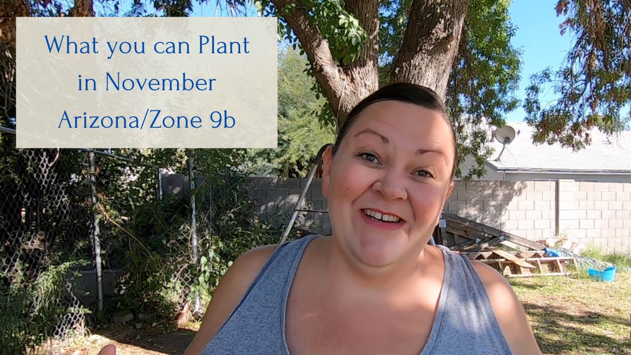 What you can Plant in November Arizona Zone 9b YouTube