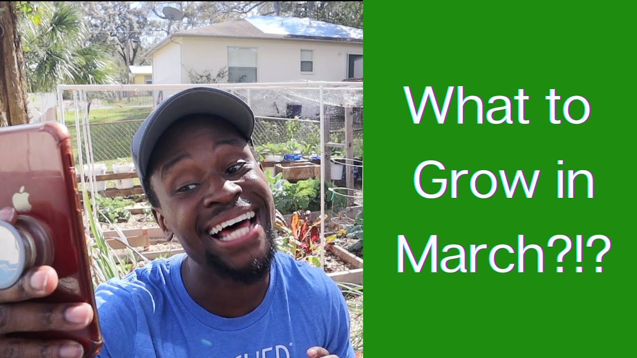 What To Plant In March In Zone 9a Best Plants To Grow In The Spring 