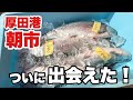 【北海道】厚田港朝市に行ったら、本当にあった!念願の「サクラマス」