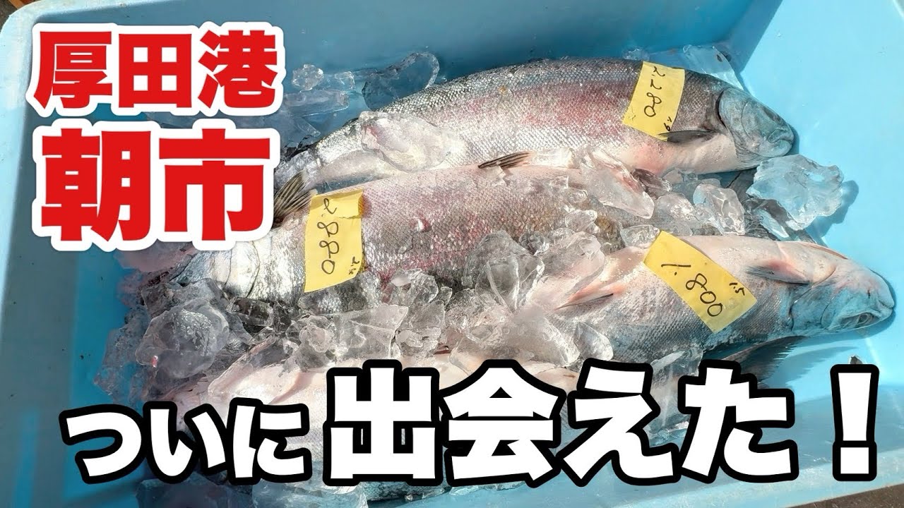 【北海道】厚田港朝市に行ったら、本当にあった!念願の「サクラマス」