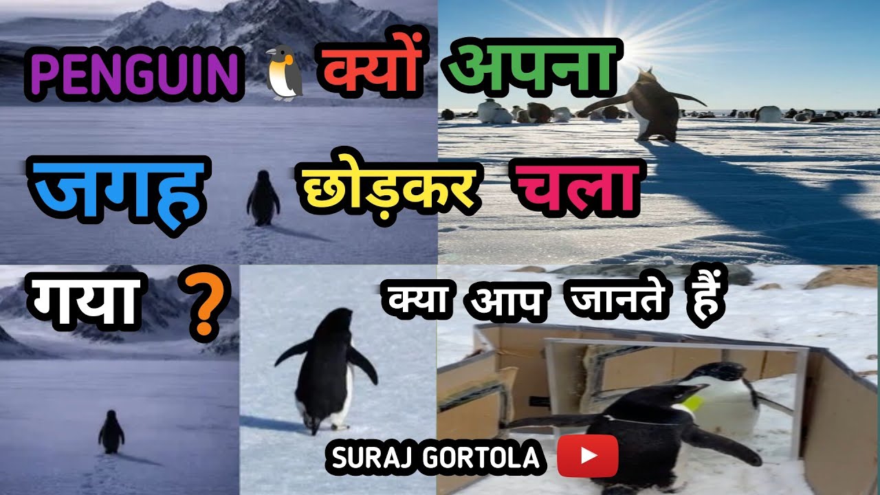 Antarctica Penguin🐧video truth💯✅Antarctica Penguin ko kya hua tha kyu chodkar chala gya ? Exclusive 