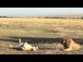 Mating Lions, Nyamalumbwa Hills - north Serengeti