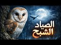 البومة تطير بلا صوت لكن ما السبب
