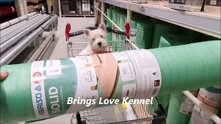 Funny video of a West Highland White Terrier girl Dew Brings Love shopping.