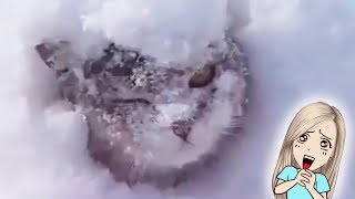 ПОПРОБУЙ НЕ ЗАСМЕЯТьСЯ, ПРИКОЛЫ С ЖИВОТНЫМИ // МоМо ПОПРОБУЙ НЕ ЗАСМЕЯТьСЯ, ПРИКОЛЫ С ЖИВОТНЫМИ // МоМо