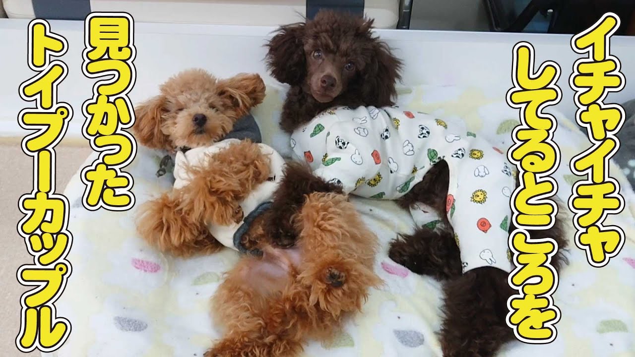 イチャイチャしている所を見つかったトイプーカップル ひみつきちなう 1 チワワ トイプードル 22年3月14日 Youtube イチャイチャしている所を見つかったトイプーカップル ひみつきちなう 1 チワワ トイプードル 22年3月14日 Youtube