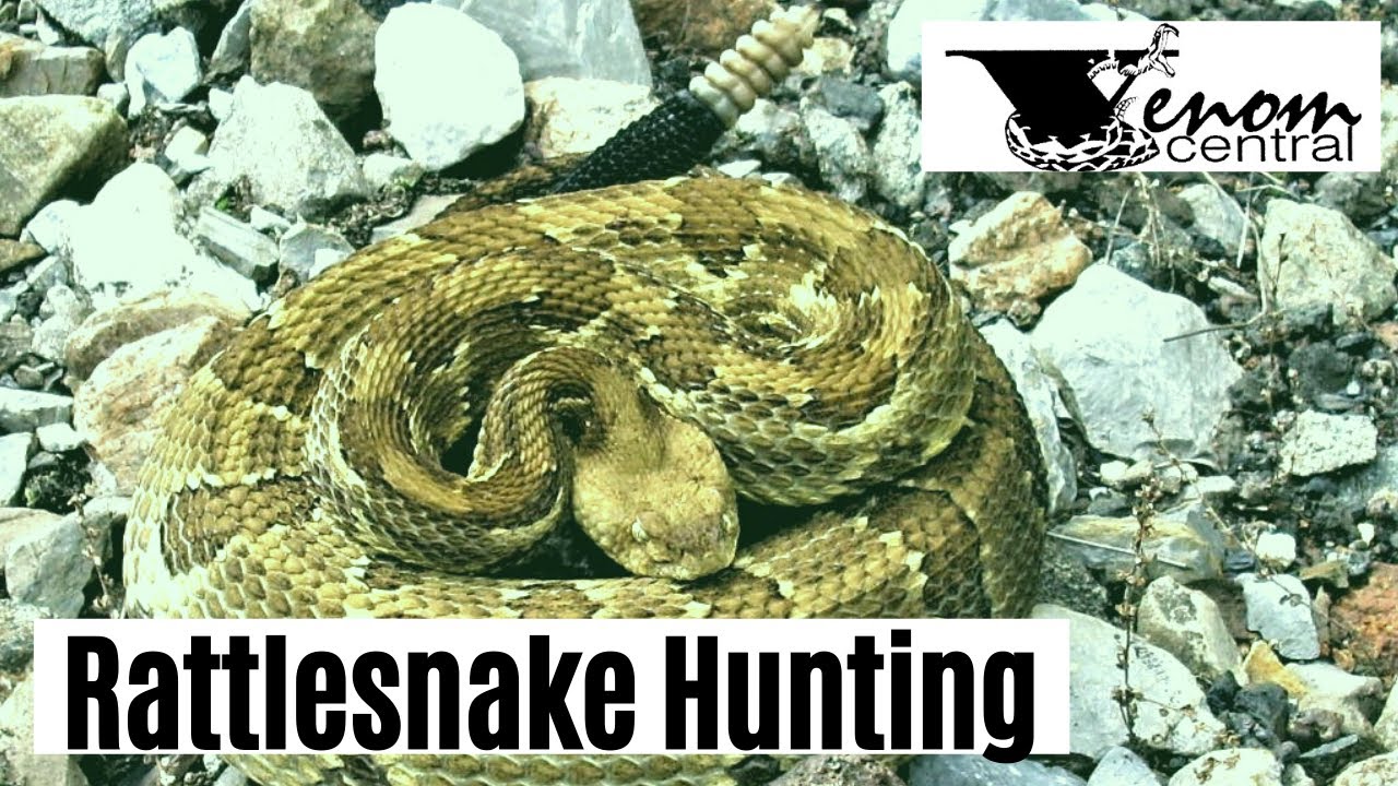 Rattlesnake Hunting: A Unique South Carolina Experience - YouTube