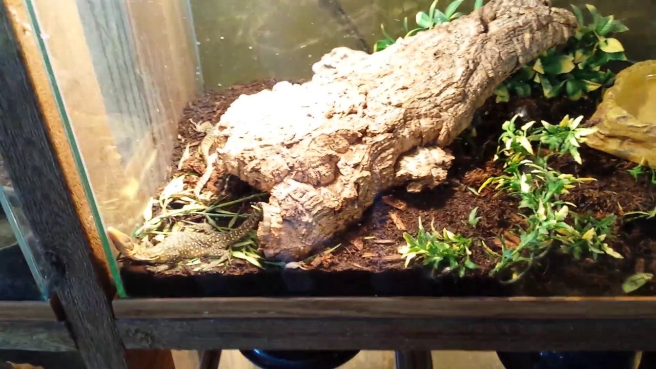 Chicago Reptile House - a real hurried run thru