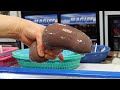 giant penis fish - spoon worm / korean street food