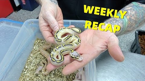 MC Recap For The Week! So Many Ball Pythons