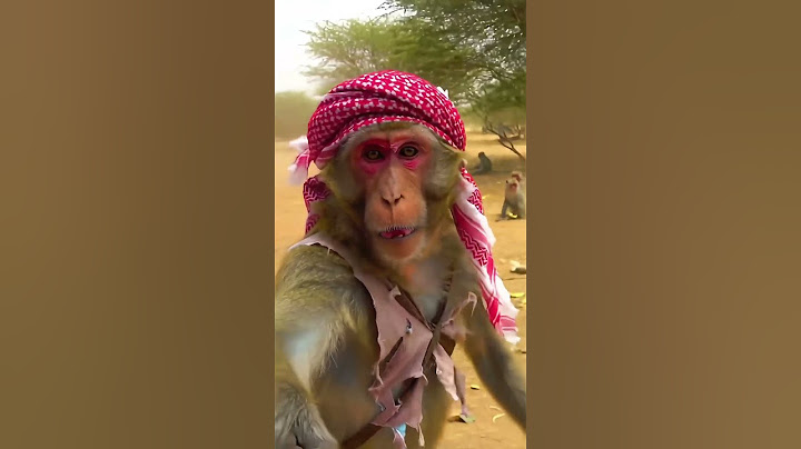 فلوج من قلب ساحة حرب قرود الطائف وابها بالسعودية #ترند #ذكاء_اصطناعي #قرود #bigfoot