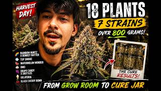 Famous 18 Plants. 7 Strains. One Harvest. Net Worth