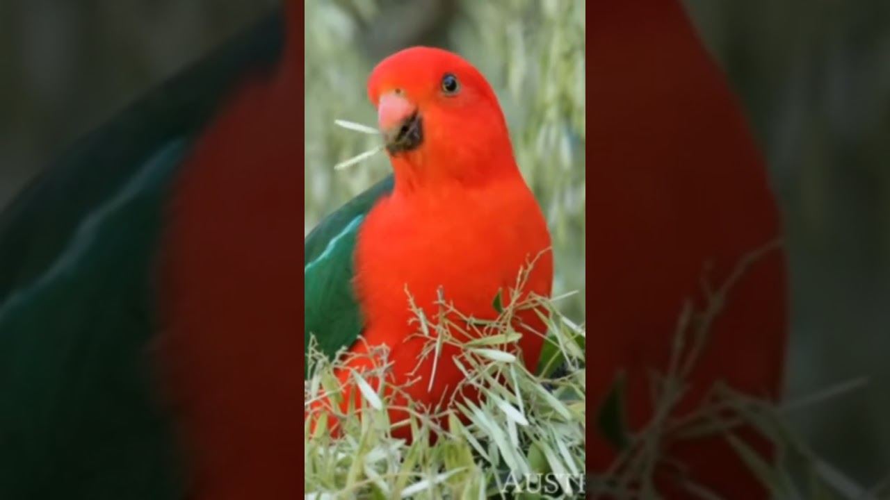 Beautiful Birds of Nature 