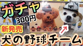 【ポメラニアン ライト】新発売★犬の野球チーム★被り物 ガチャガチャ 犬用【Dog】New release Japanese pet supplies★ Capsel toy