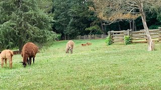 Lazy 5 Ranch, Drive through animal park, Morrisville, North Carolina.