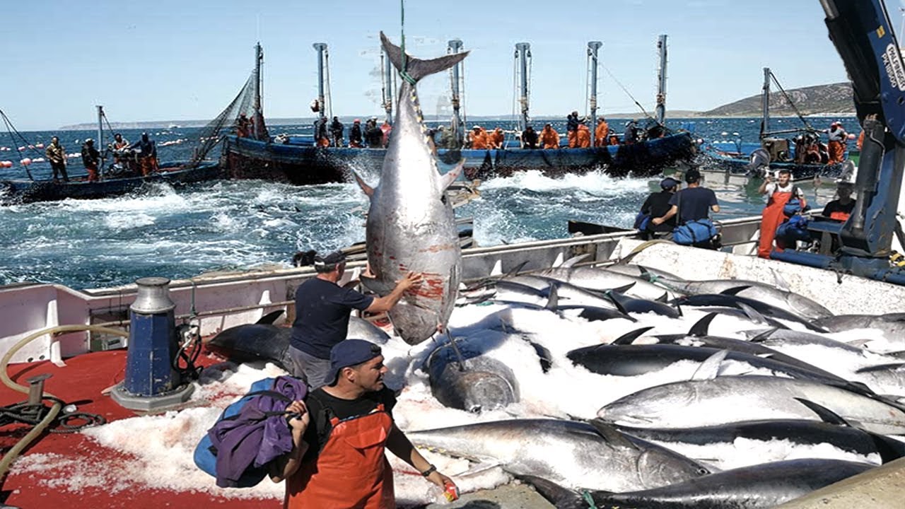 Net Fishing Tuna, Big Catch Giant Bluefin Tuna, Harvest and Tuna ...