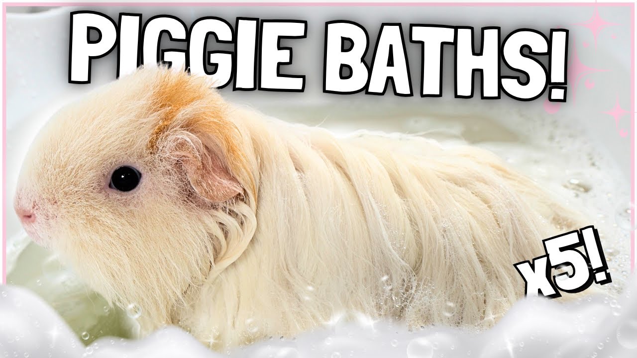 Bathtime Routine for all FIVE Guinea Pigs! 🛁🐹