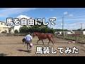 馬との信頼関係を確かめる方法　馬を自由にして馬装してみた【乗馬・馬術】【HorseCommunicationJapan】