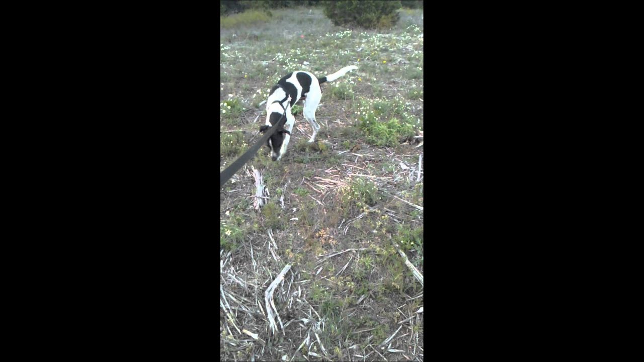 Greyhound Dog taking a dump YouTube