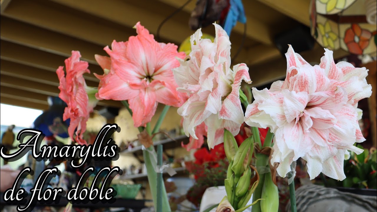 TOUR POR LA COLLECTION DE AMARYLLIS O AZUCENA : (todo sobre ellas ) en el  jardín de Guillermina - YouTube