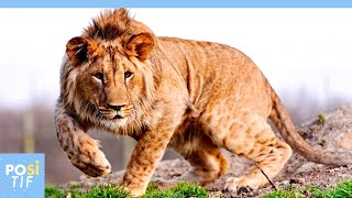 Le Léopon: le mélange artificiel entre un léopard et une lionne