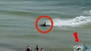 مقاطع غريبة ومخيفة عن الحيوانات | لن تصدق كيف اقترب القرش من البشر وهدد حياتهم